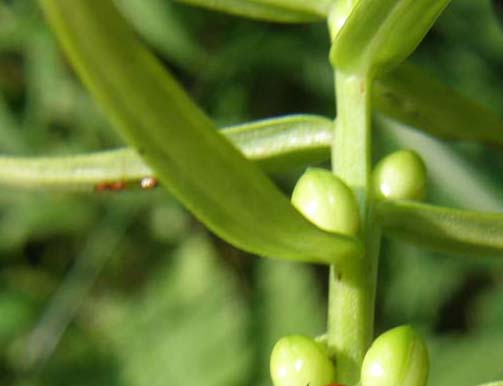 Lilium bulbiferum subsp. bulbiferum, ( i bulbilli.)